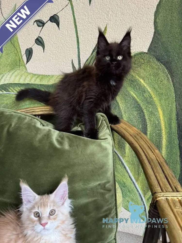 Kisa Maine Coon female black with white live animals