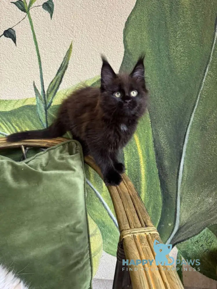 Kisa Maine Coon female black with white live animals