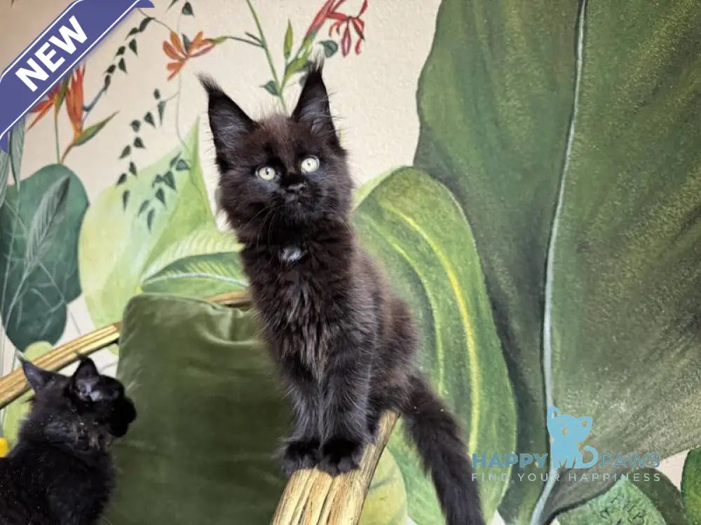 Kisa Maine Coon female black with white live animals
