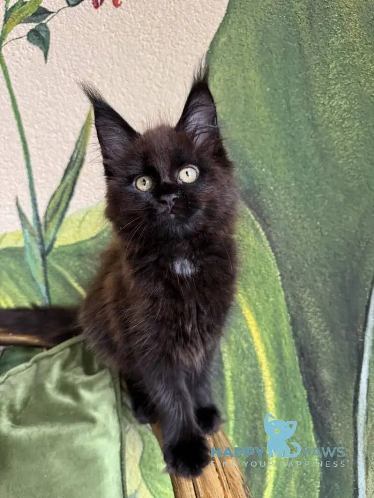 Kisa Maine Coon female black with white live animals