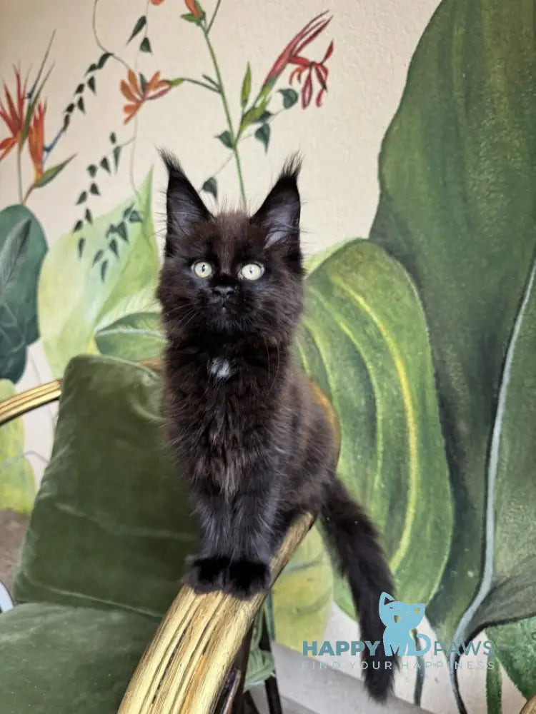 Kisa Maine Coon female black with white live animals