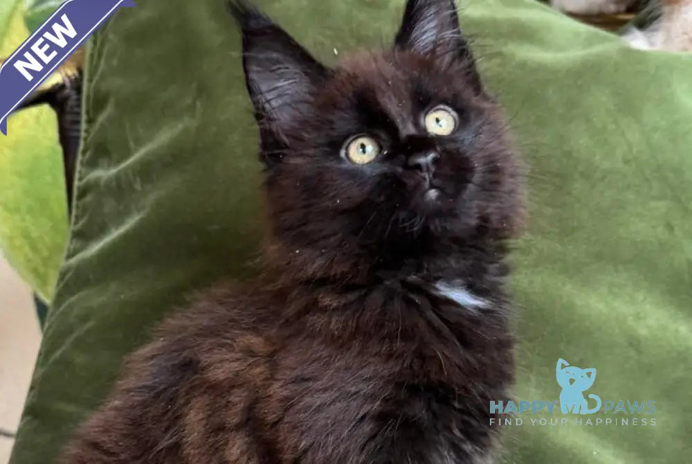 Kisa Maine Coon female black with white live animals