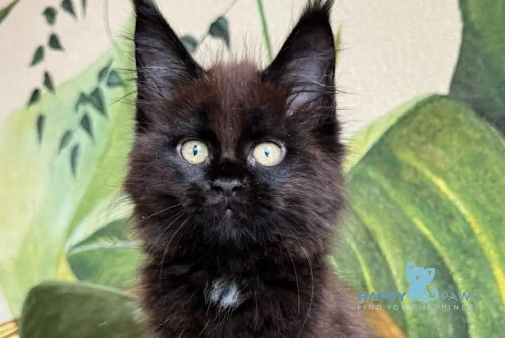 Kisa Maine Coon female black with white live animals