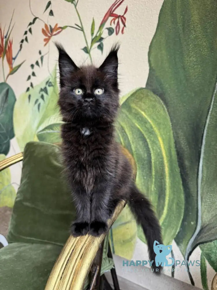 Kisa Maine Coon female black with white live animals