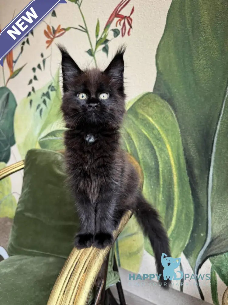 Kisa Maine Coon female black with white live animals
