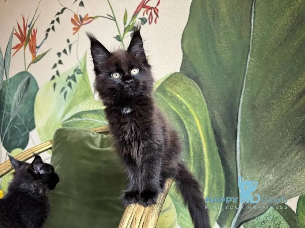 Kisa Maine Coon female black with white live animals