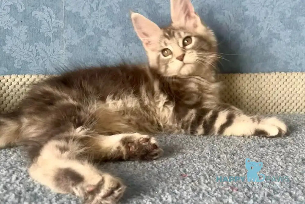 Kiski Maine Coon female black silver tabby live animals