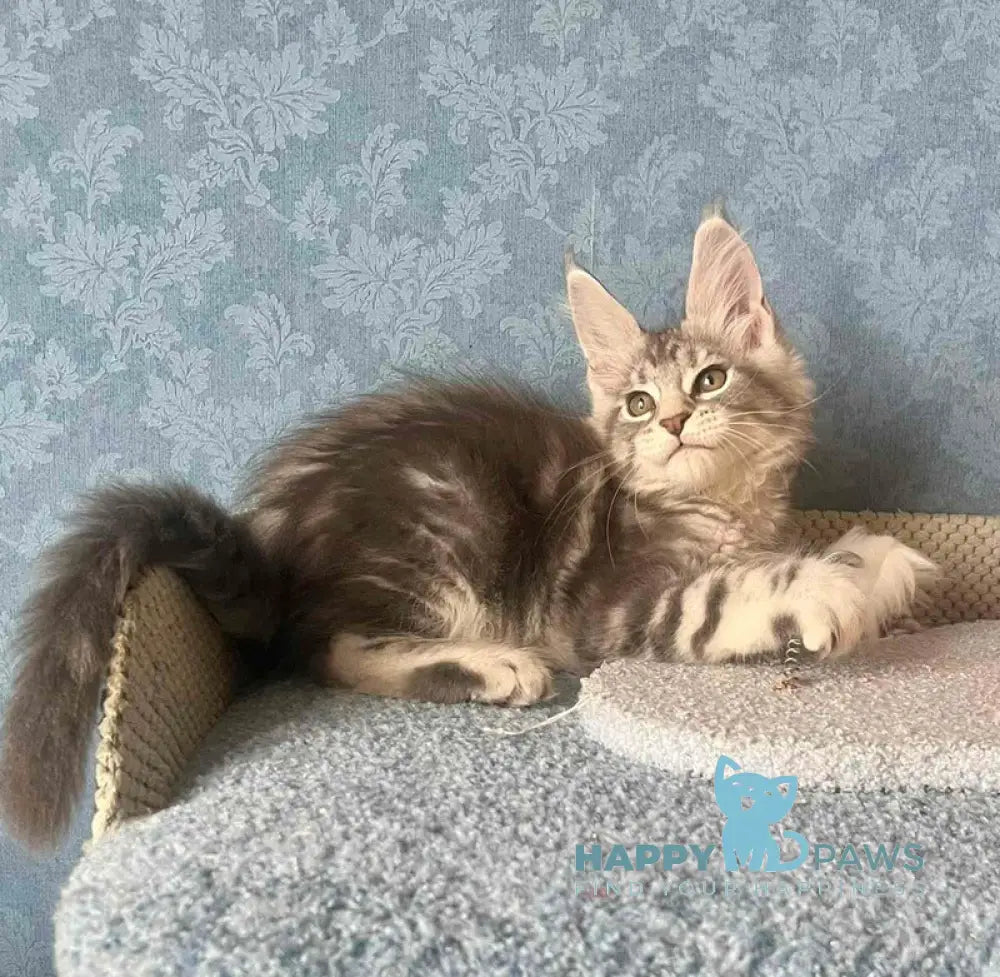 Kiski Maine Coon female black silver tabby live animals