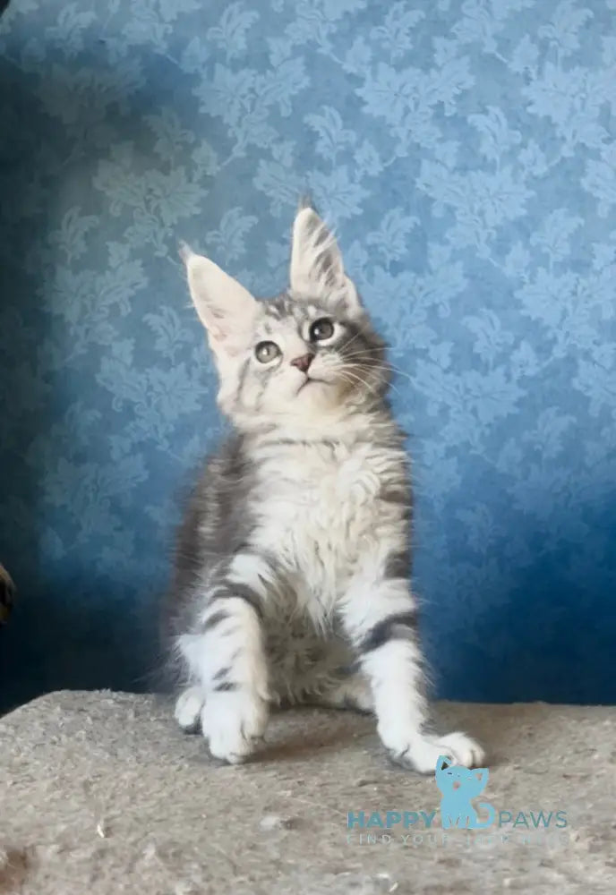 Kiski Maine Coon female black silver tabby live animals
