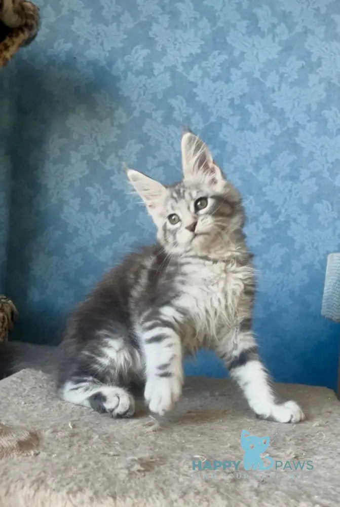 Kiski Maine Coon female black silver tabby live animals