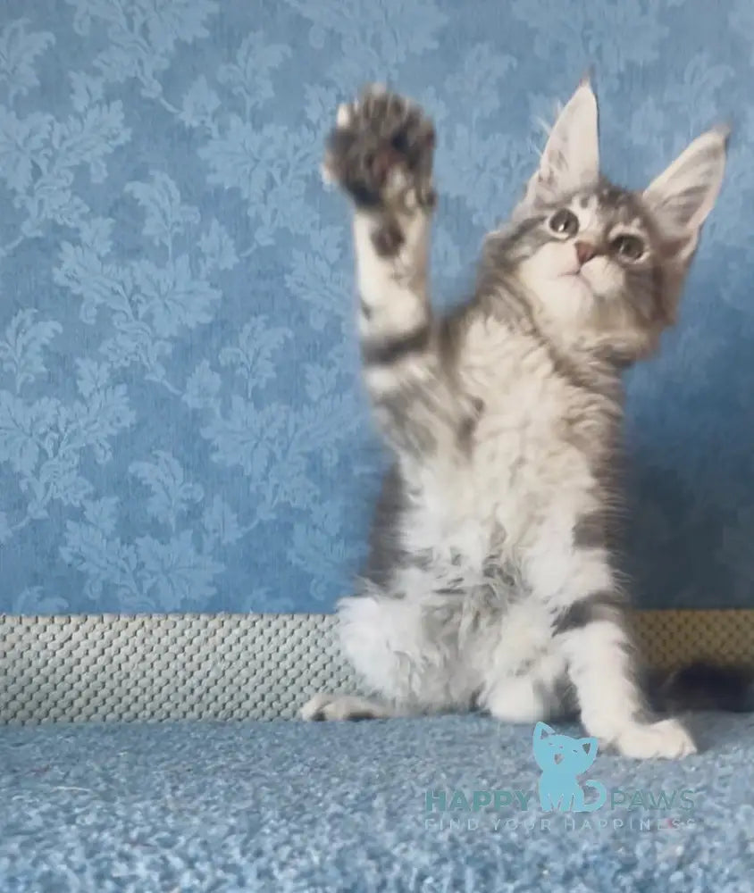 Kiski Maine Coon female black silver tabby live animals