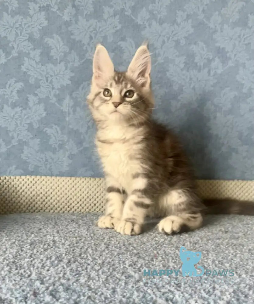 Kiski Maine Coon female black silver tabby live animals