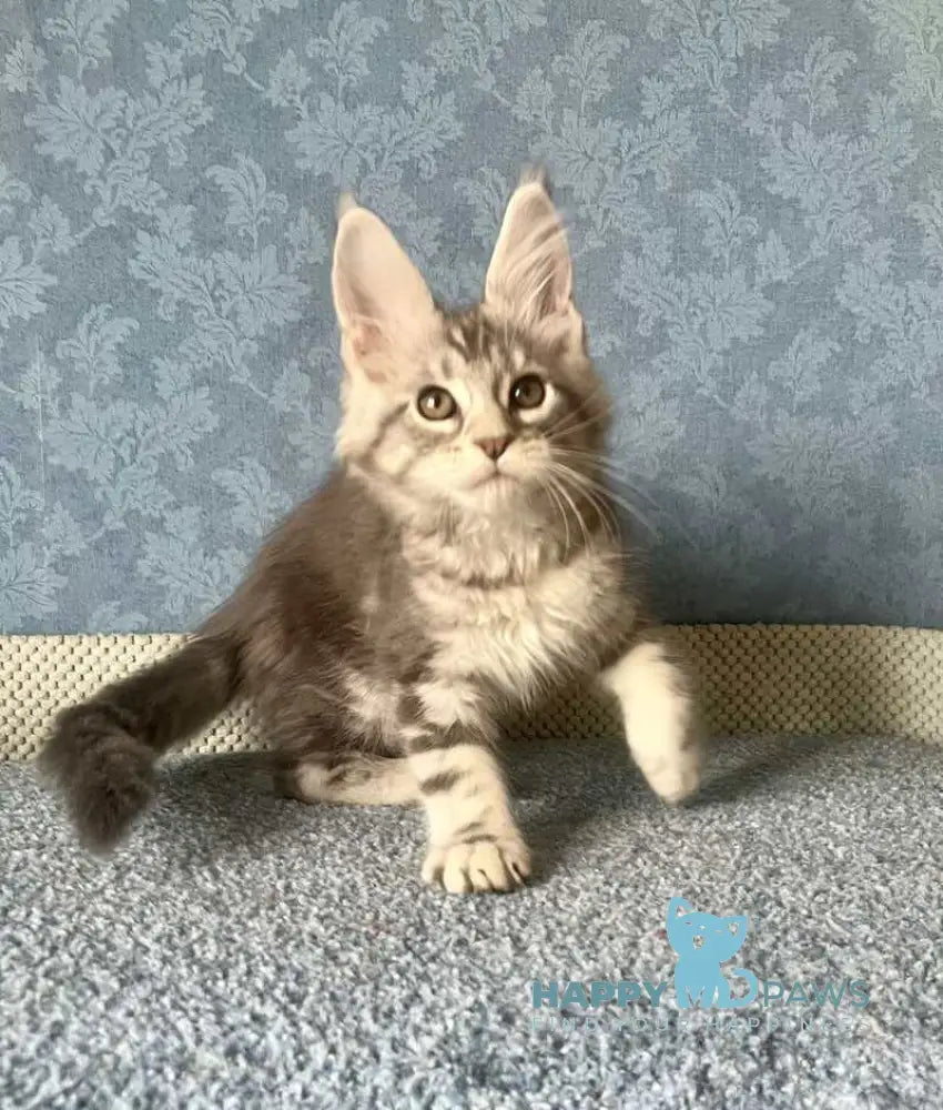 Kiski Maine Coon female black silver tabby live animals