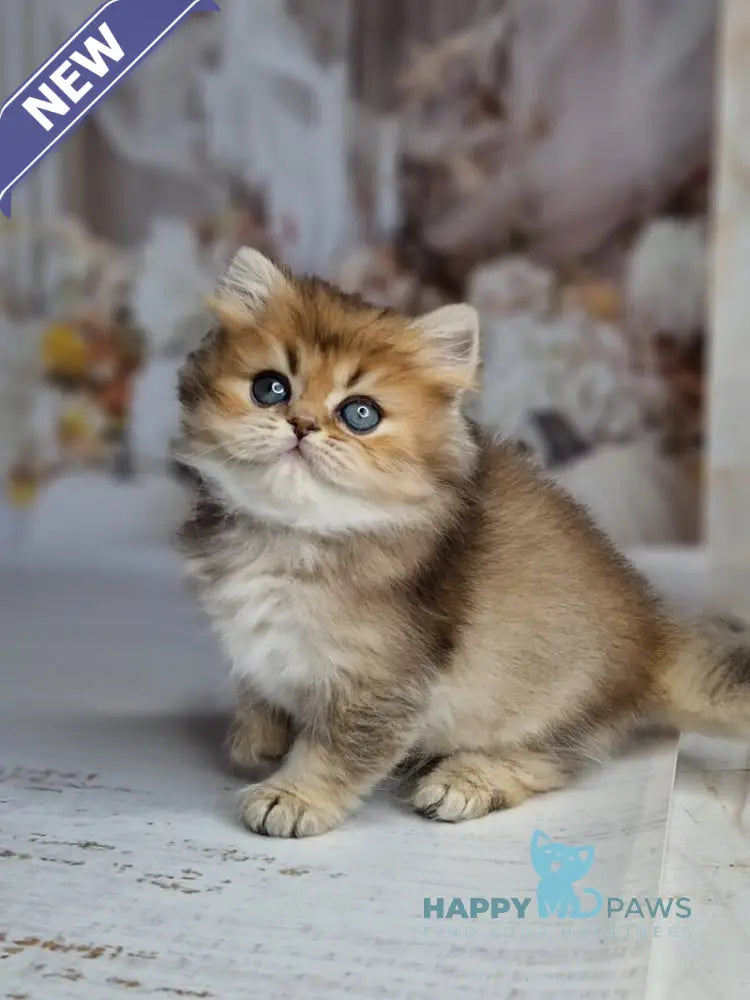Kiss British Shorthair male black golden ticked tabby live animals