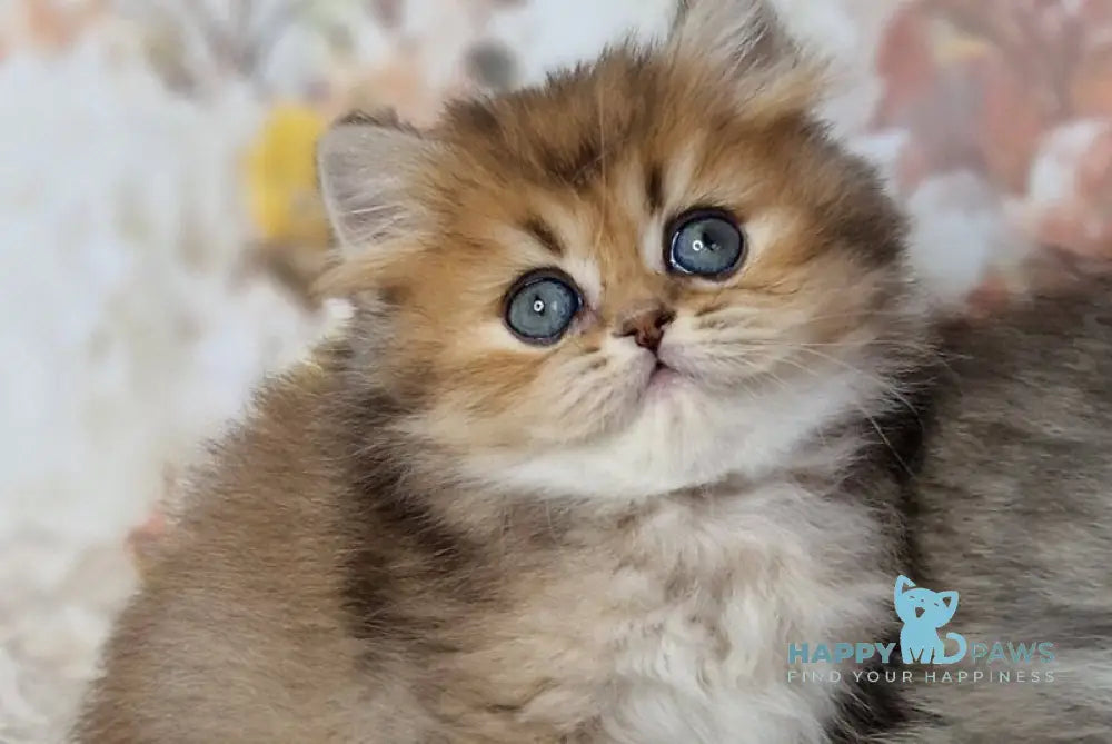 Kiss British Shorthair male black golden ticked tabby live animals