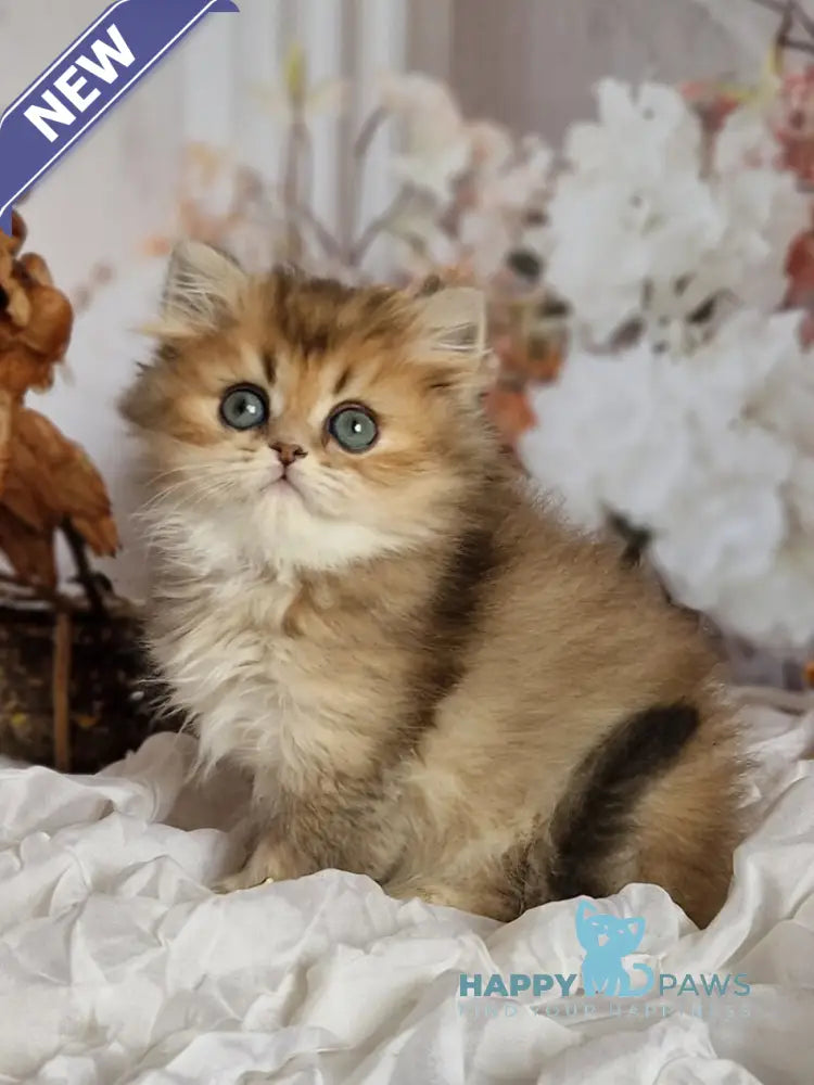 Kiss British Shorthair male black golden ticked tabby live animals