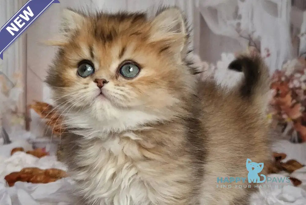 Kiss British Shorthair male black golden ticked tabby live animals