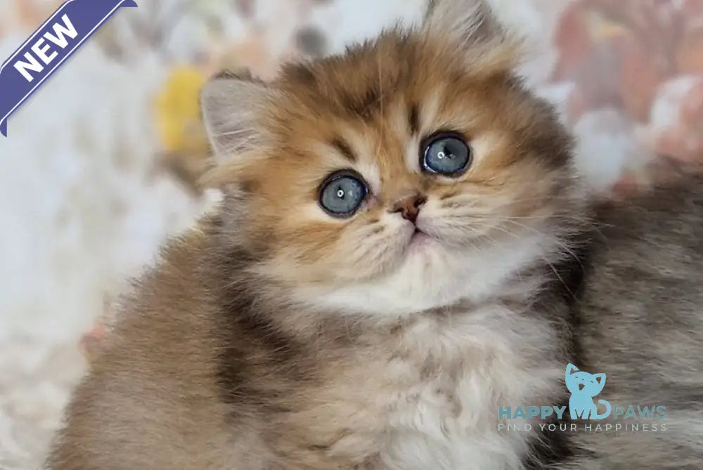 Kiss British Shorthair male black golden ticked tabby live animals