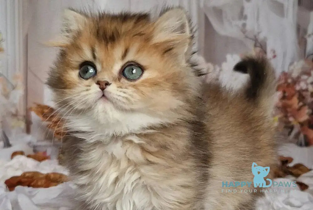 Kiss British Shorthair male black golden ticked tabby live animals