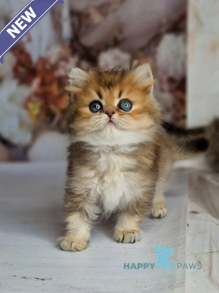 Kiss British Shorthair male black golden ticked tabby live animals