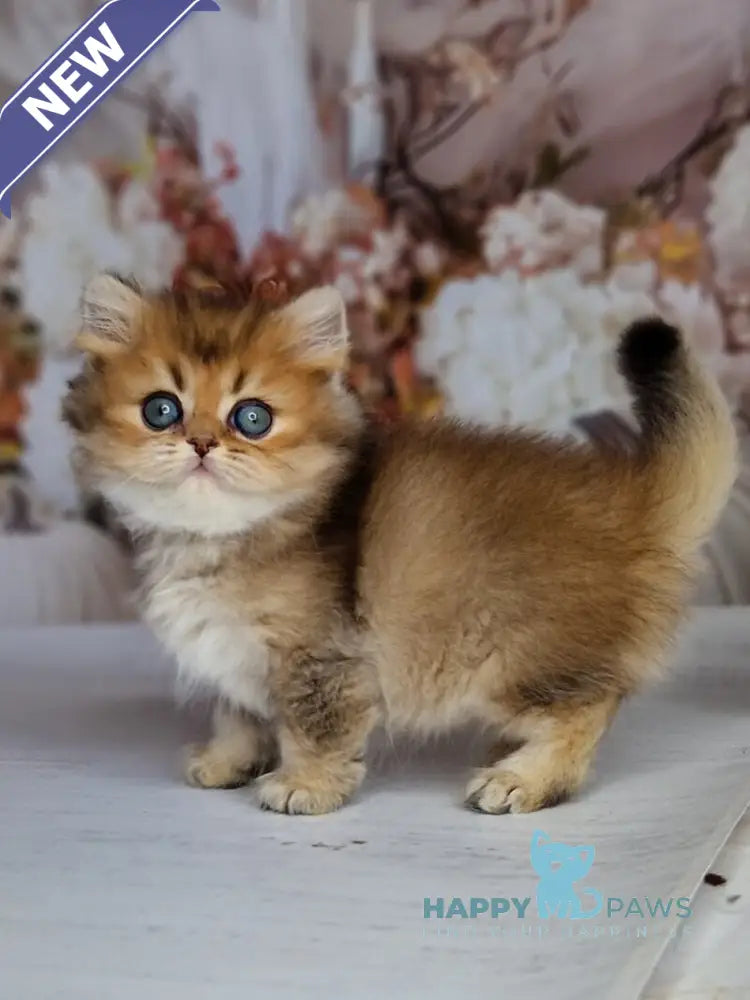 Kiss British Shorthair male black golden ticked tabby live animals