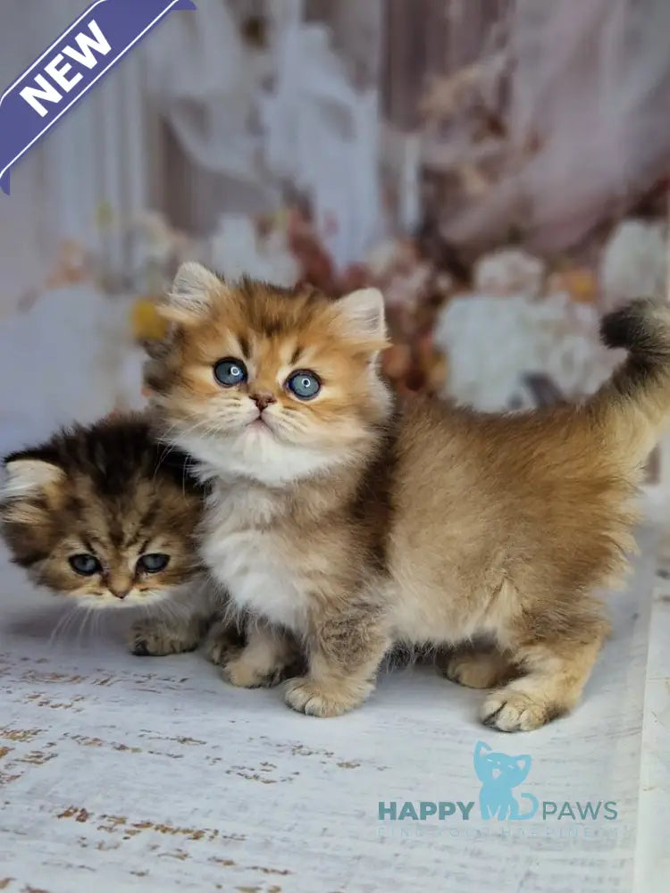 Kiss British Shorthair male black golden ticked tabby live animals
