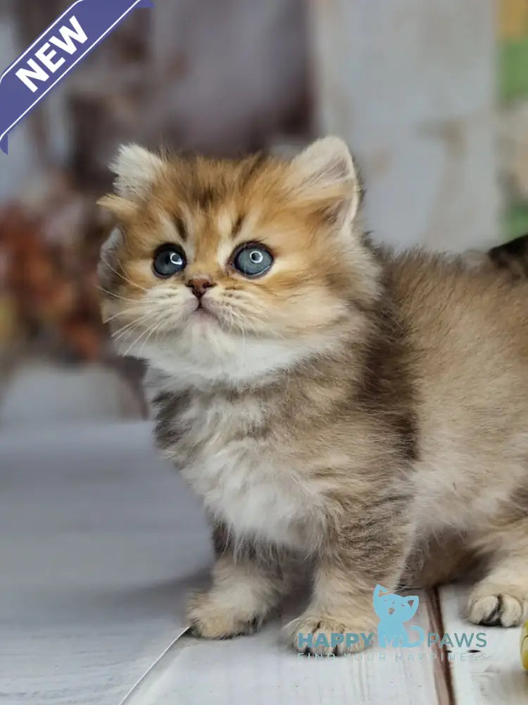 Kiss British Shorthair male black golden ticked tabby live animals