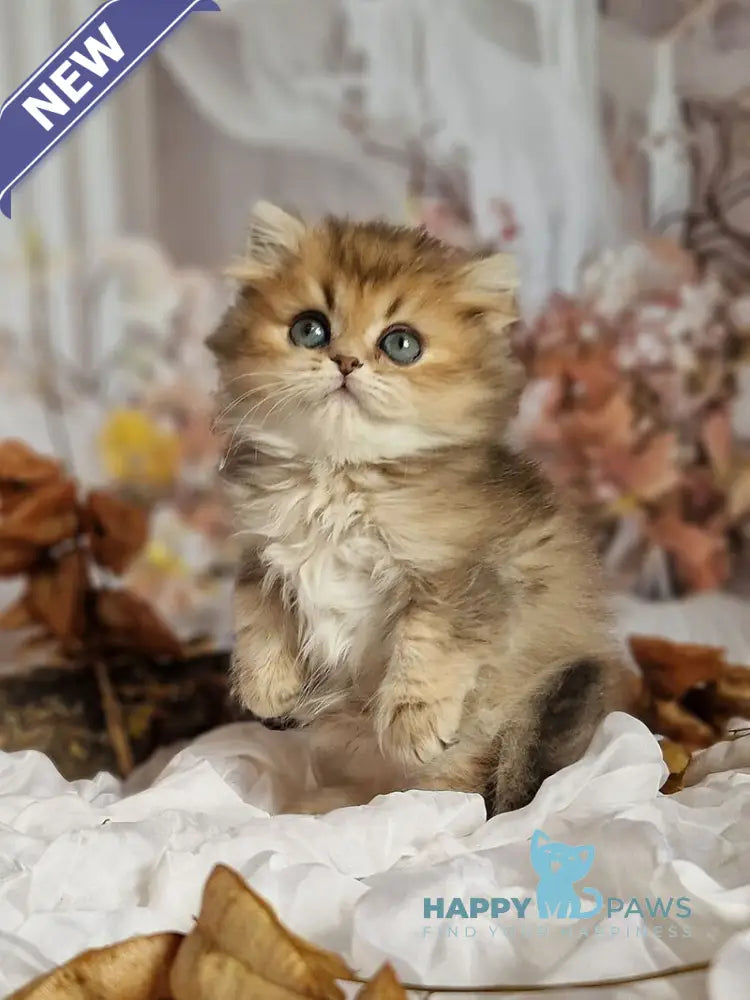 Kiss British Shorthair male black golden ticked tabby live animals