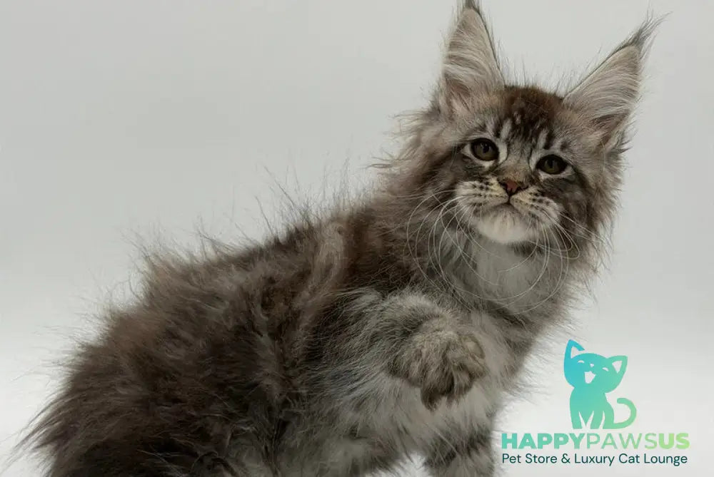 Kiss Maine Coon male black silver tabby - live animals