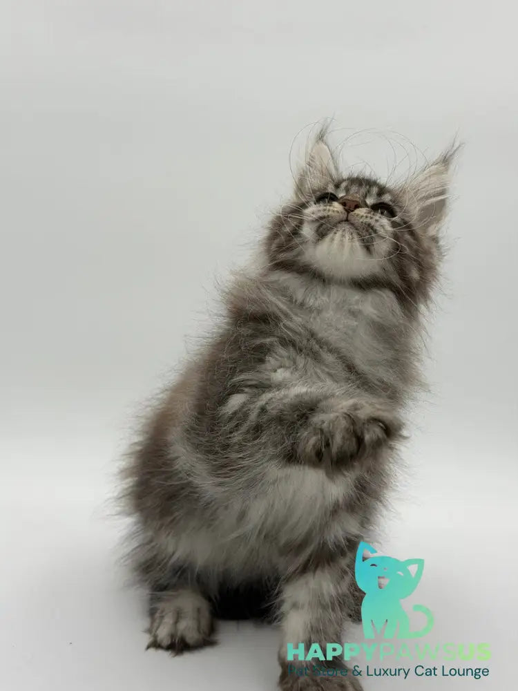 Kiss Maine Coon male black silver tabby - live animals