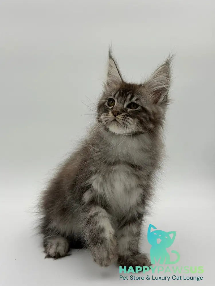 Kiss Maine Coon male black silver tabby - live animals
