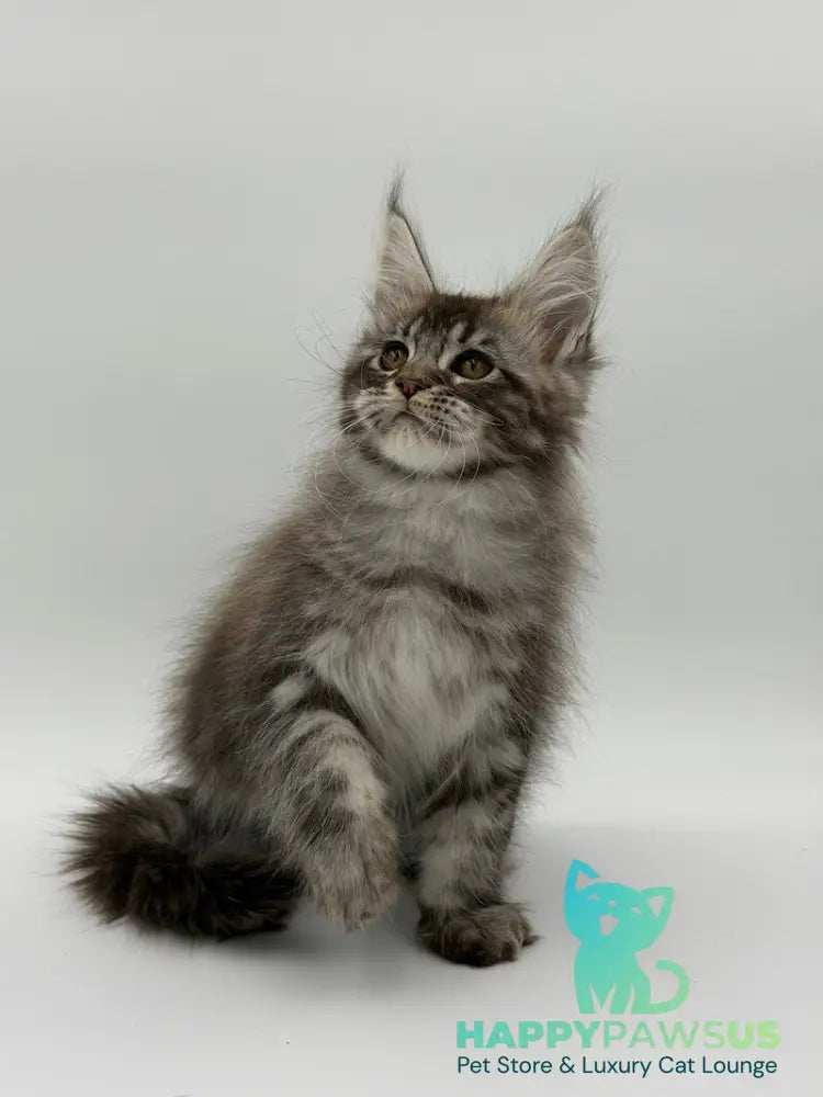 Kiss Maine Coon male black silver tabby - live animals