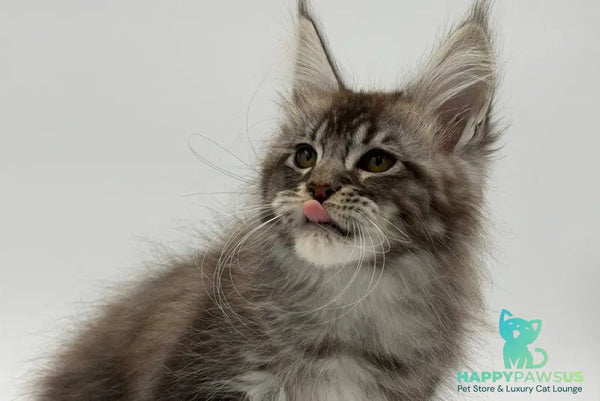 Kiss Maine Coon male black silver tabby - live animals