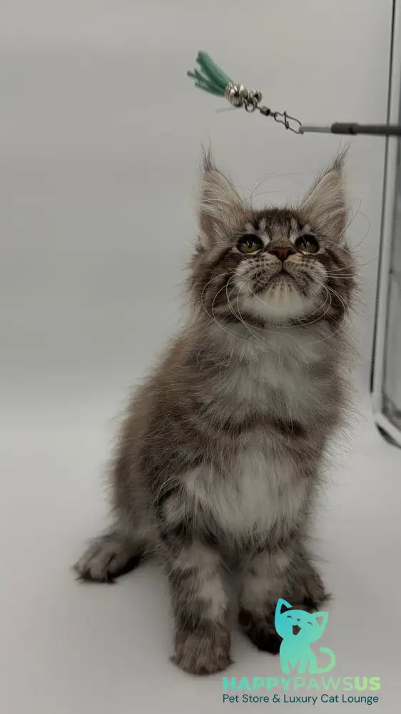 Kiss Maine Coon male black silver tabby - live animals