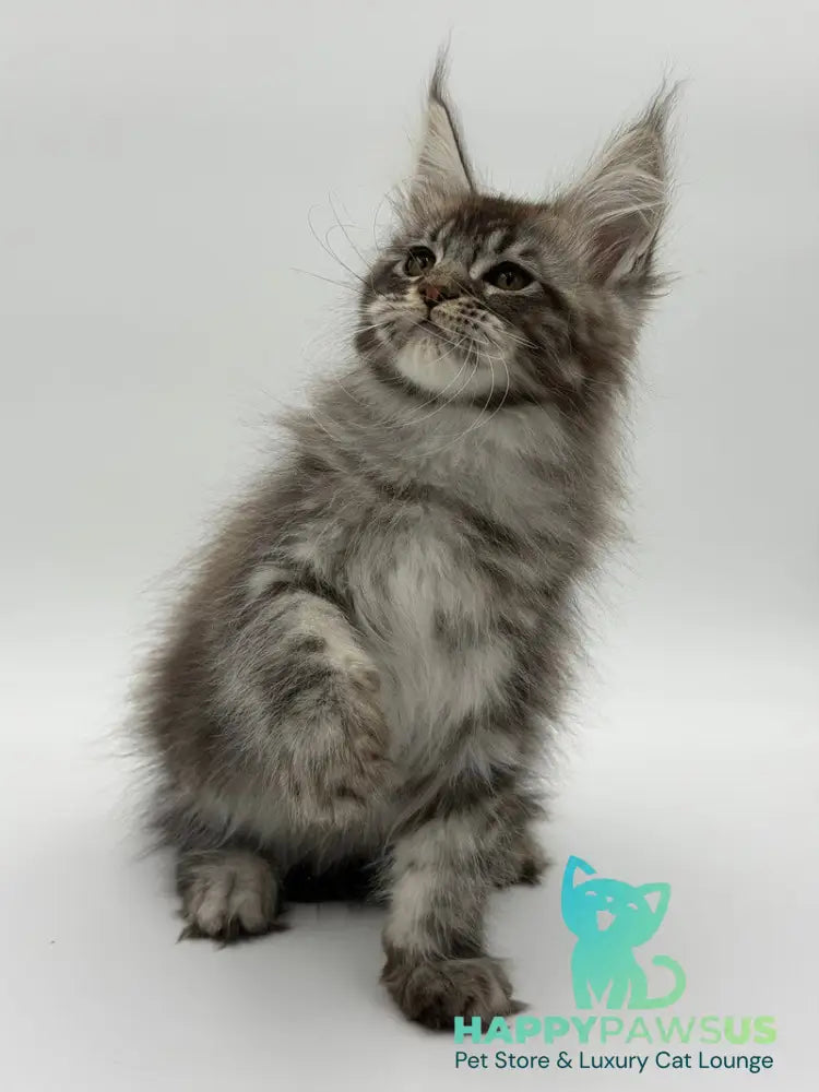 Kiss Maine Coon male black silver tabby - live animals