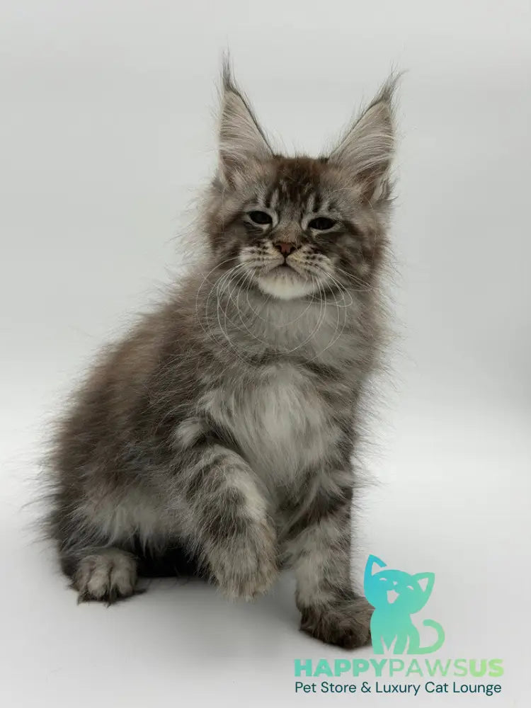 Kiss Maine Coon male black silver tabby - live animals