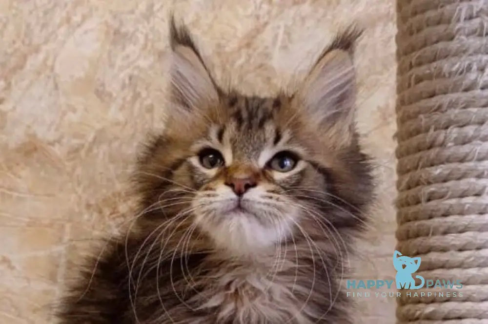 Kiss Maine Coon male black tabby live animals