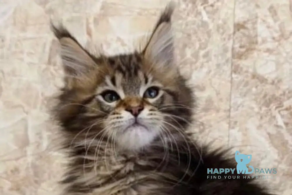 Kiss Maine Coon male black tabby live animals