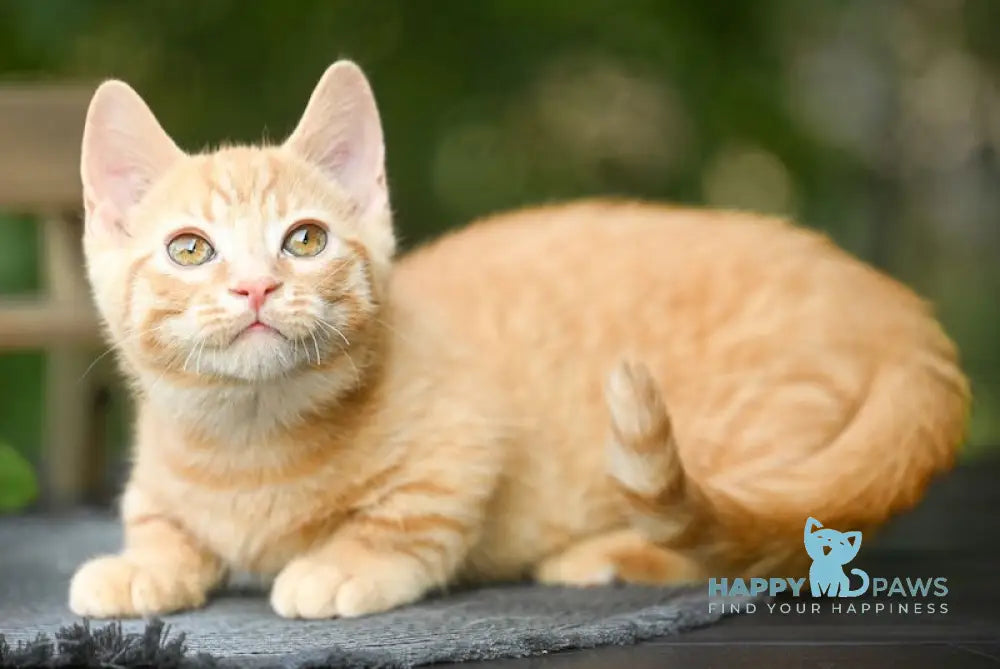 Kiss Munchkin male red live animals