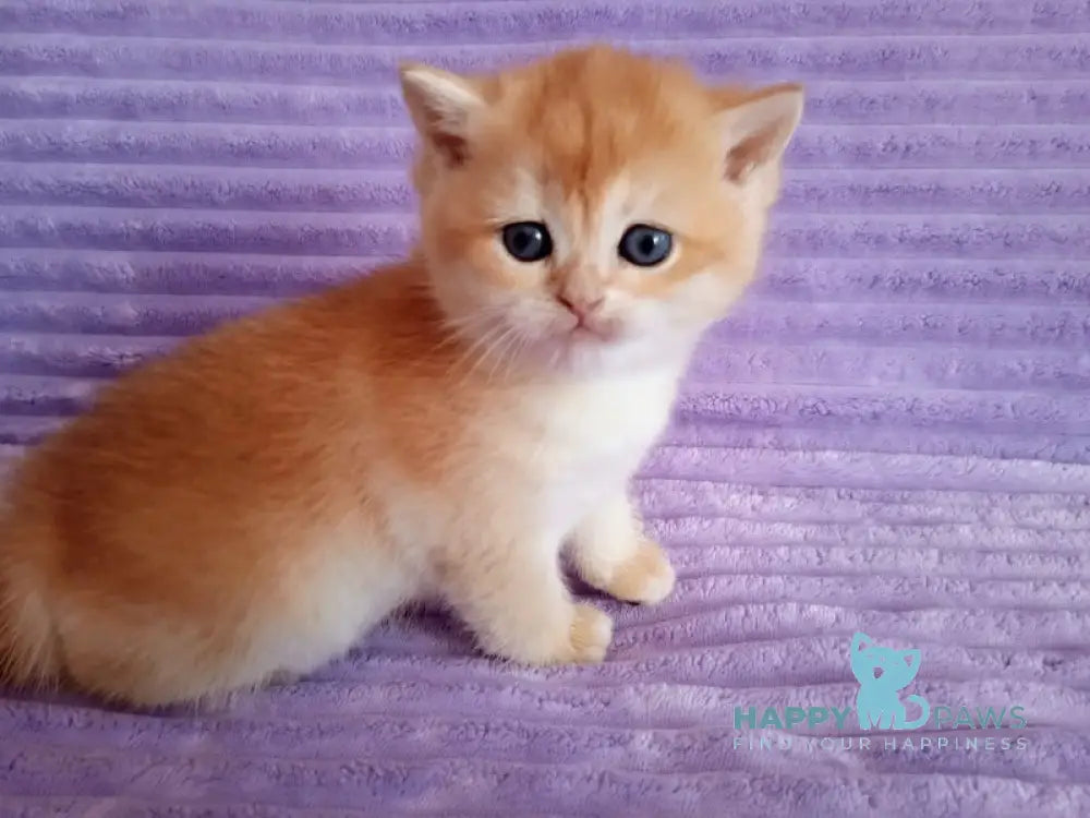 Kiti British Shorthair female black golden chinchilla live animals