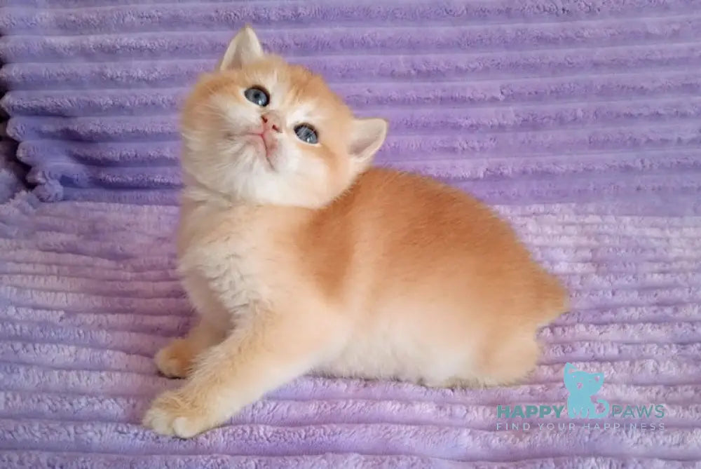 Kiti British Shorthair female black golden chinchilla live animals