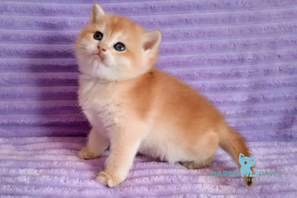 Kiti British Shorthair female black golden chinchilla live animals