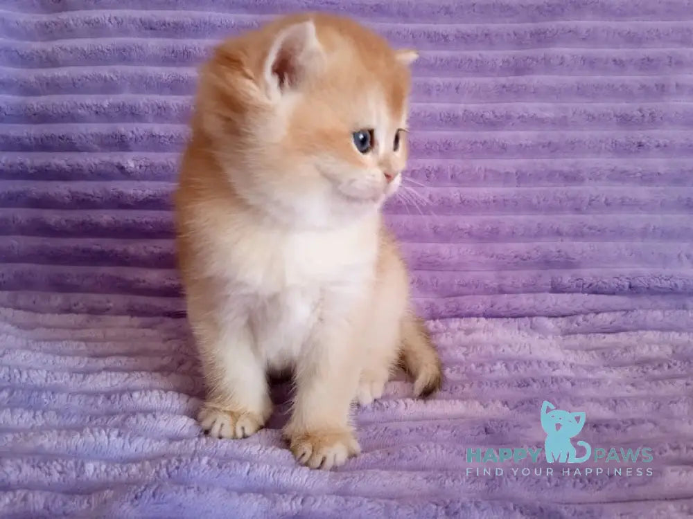 Kiti British Shorthair female black golden chinchilla live animals