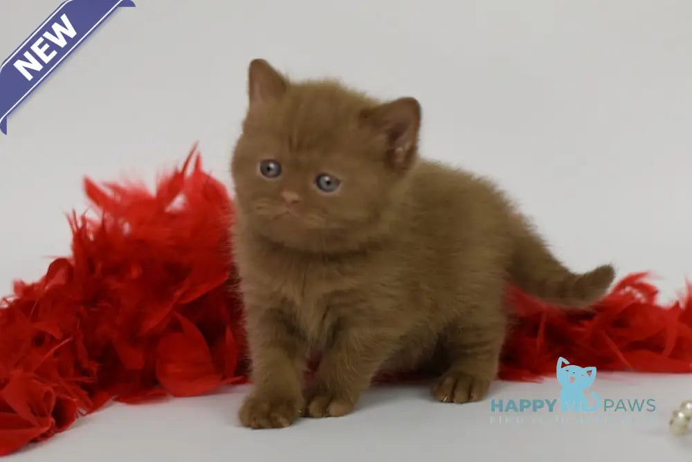 Kitti British Shorthair female cinnamon live animals