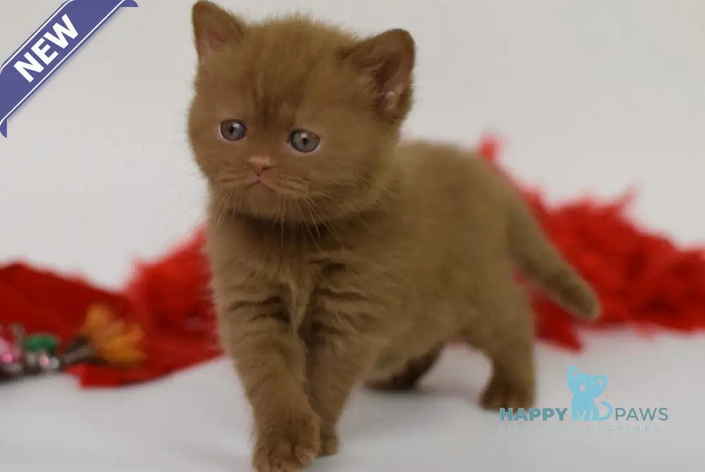 Kitti British Shorthair female cinnamon live animals