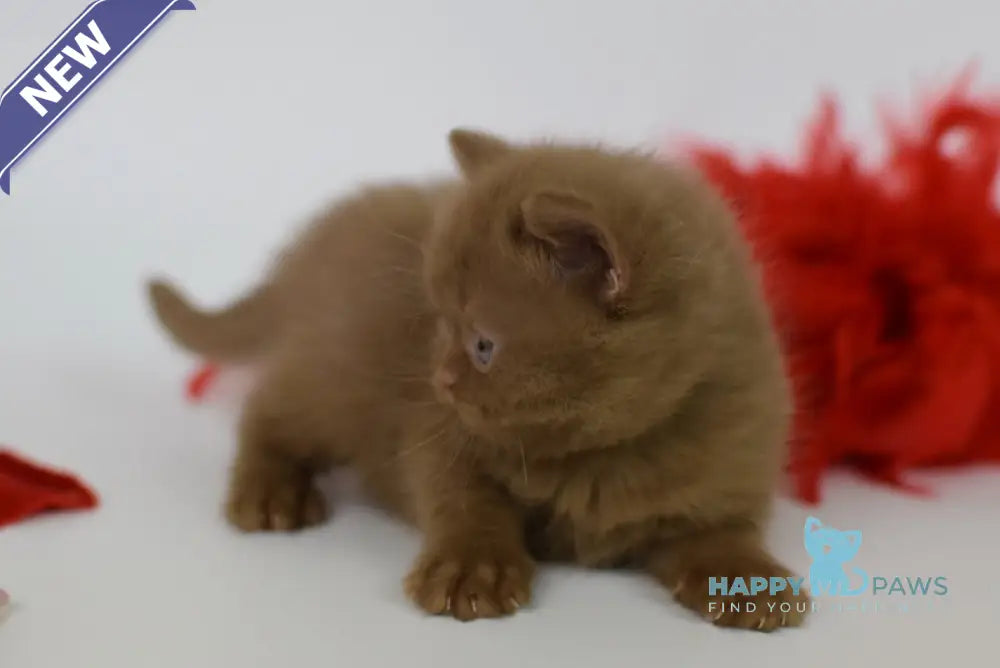 Kitti British Shorthair female cinnamon live animals