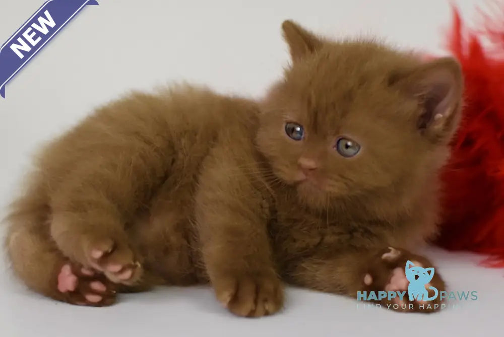 Kitti British Shorthair female cinnamon live animals