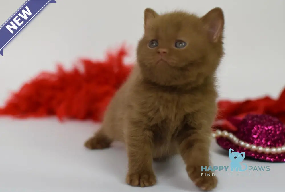 Kitti British Shorthair female cinnamon live animals