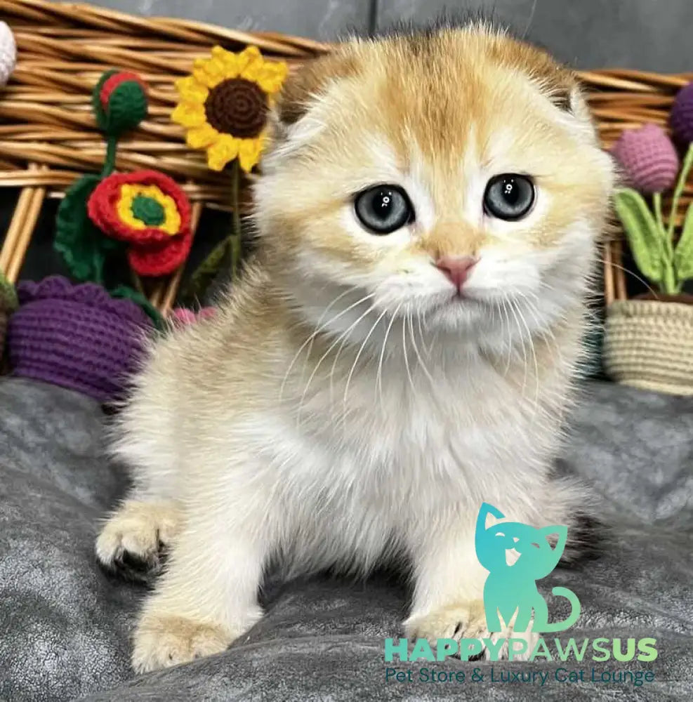 Kitti Scottish Fold female black golden chinchilla - live animals