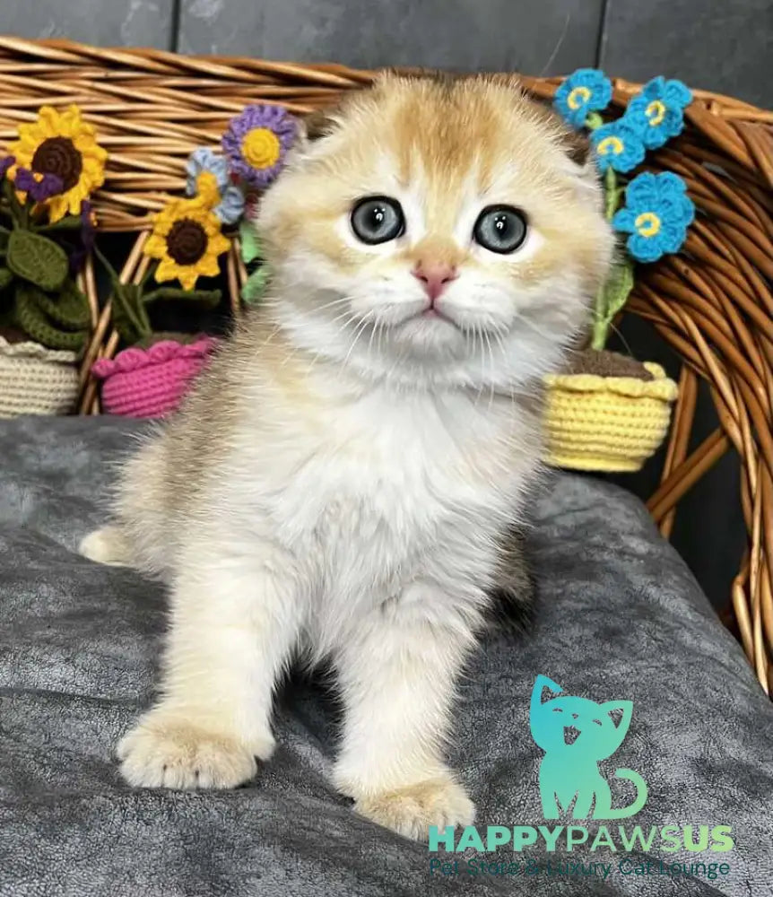 Kitti Scottish Fold female black golden chinchilla - live animals